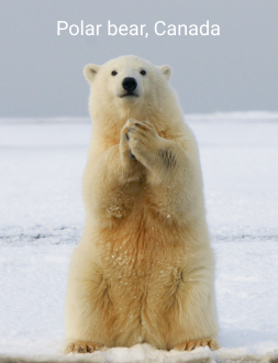 bear